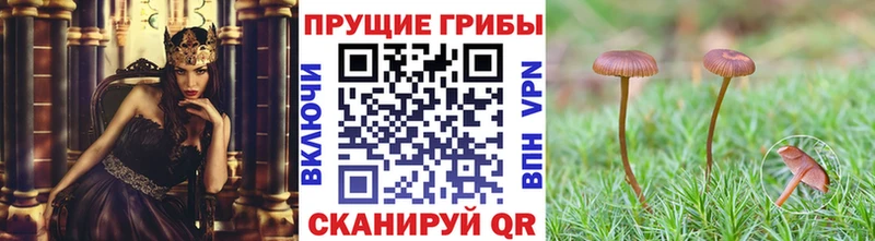 Купить закладки  Шацк  Галлюциногенные грибы MAGIC MUSHROOMS 